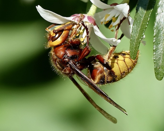 hornet